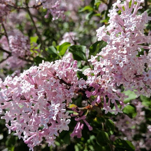 Meet your Posher, Emily - Picture 1 of 1